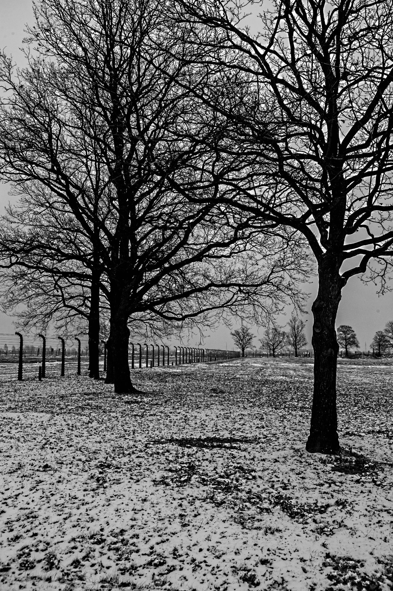  Trees of Rememberance 